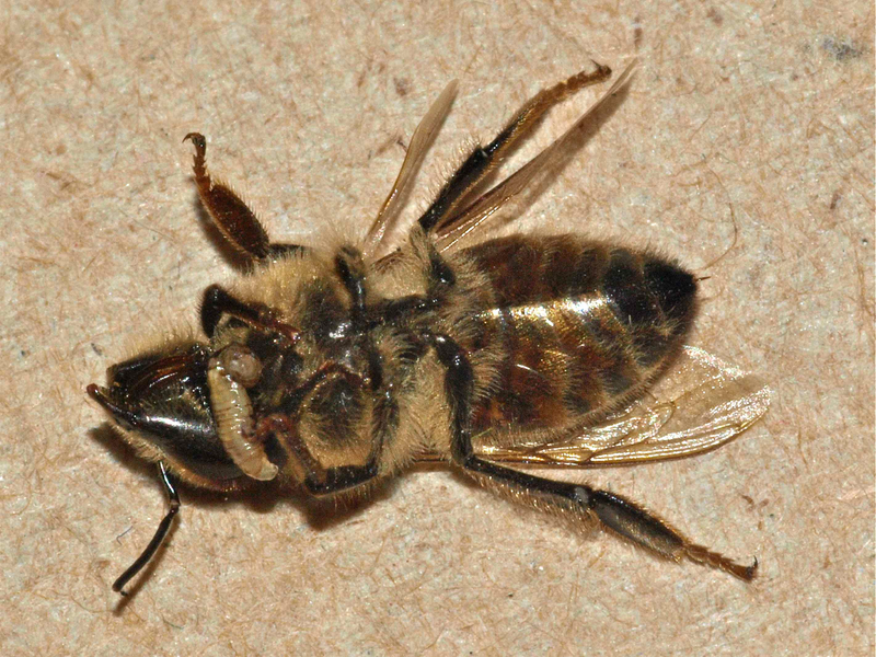 Illustration for article titled Parasitic flies turn bees into zombies before wiping them out completely